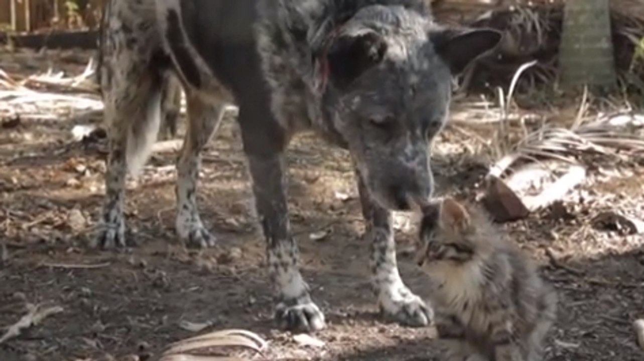 Ce chien a décidé de s'occuper de ce chaton han...