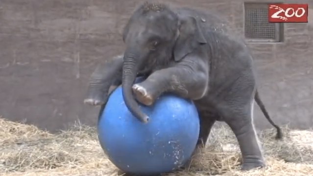 Ce bébé éléphant s'amuse comme un fou avec son ballon. Il va vous attendrir
