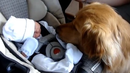 Ce chien rencontre ce bébé pour la première fois. Découvrez sa réaction