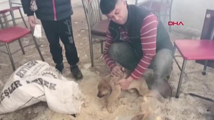 DONMAK ÜZEREYKEN BULUNAN YAVRU KÖPEĞİ, ATEŞ YAKARAK ISITTILAR