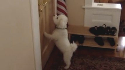 Ce chien a une dent contre le facteur. Découvrez l'accueil qu'il lui réserve