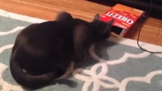 Ce chat est hypnotisé par cette boite en carton. Mais que va t-il faire ?