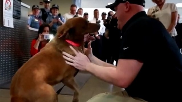 Ce militaire et ce chien ne s'étaient pas vus depuis des années. Leurs retrouvailles sont bouleversantes