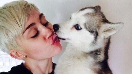 Miley Cyrus : dévastée par la mort de son chien, elle s'effondre sur scène