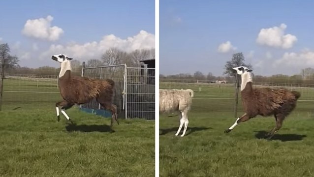 Ce lama a une façon bien a lui de se déplacer. Il va vous faire mourir de rire