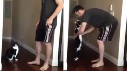 Ce chat veut que son maître le prenne dans ses bras. Et il est prêt à tout pour y arriver