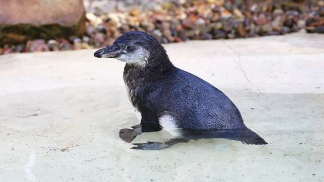 Ce pingouin apprend à nager. Il va vous faire f...