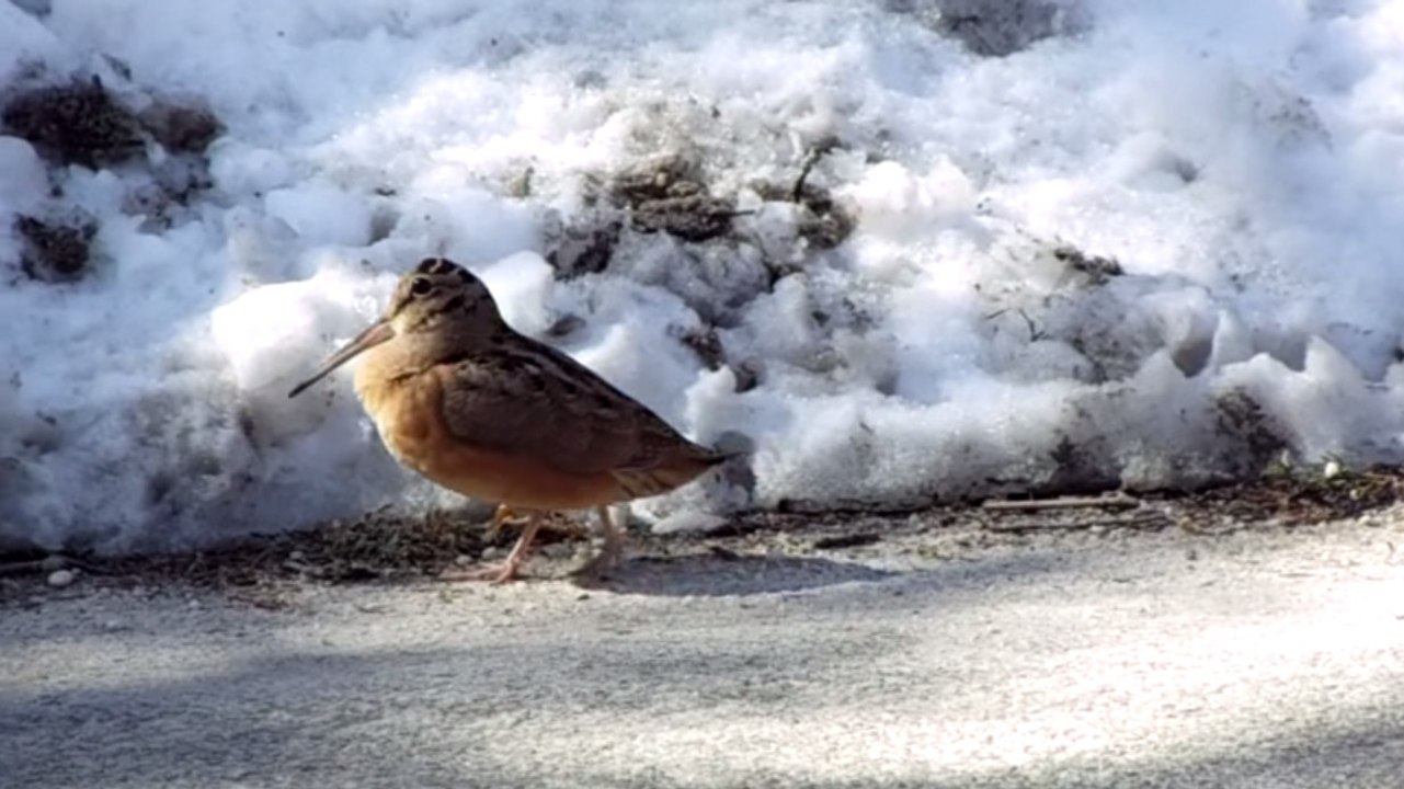Ce oiseau a le rythme dans la peau. Et voilà ce...