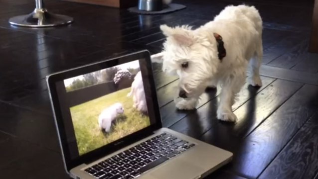 Ce chien vient de voir des chiots sur cet écran d'ordinateur. Sa réaction ne se fait pas attendre