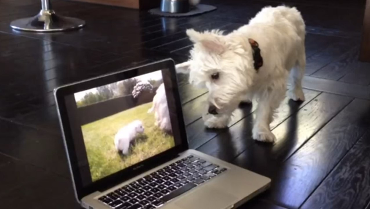 Ce chien vient de voir des chiots sur cet écran d'ordinateur. Sa réaction ne se fait pas attendre