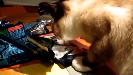 Ce chat est très gourmand. Il est prêt à tout pour pouvoir manger