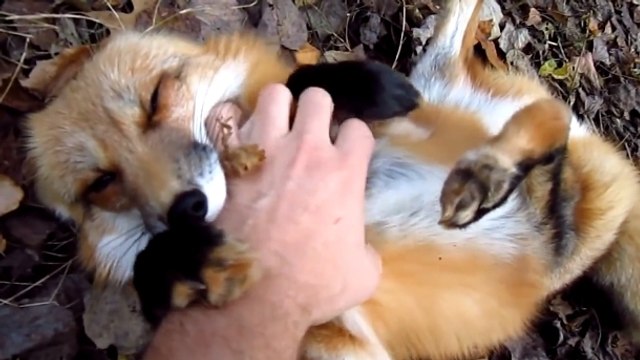 Ce renard adore les câlins. Regardez le en demander à son maître