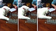 Ce chat est le roi des échecs. Il va vous étonner