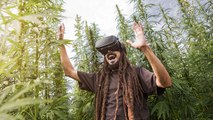 Virtuelles Cannabis statt Rauchen: Eine legale Alternative?