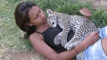 Ce petit léopard adore dormir dans les bras de sa soigneuse. Il va vous faire fondre