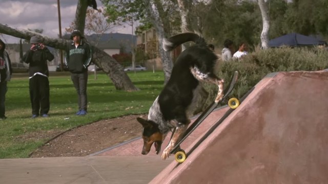 Ce chien et son maître réalisent un parkour en slow motion. Ils vont vous en mettre plein les yeux