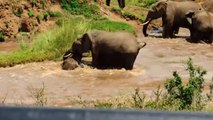 Ce bébé éléphant n'avait aucune chance de survie. Mais son troupeau a fait quelque chose d'incroyable pour lui