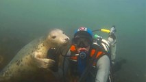Beim Tauchen mit Seelöwen hält die Unterwasserkamera eine berührende Begegnung fest (Video)