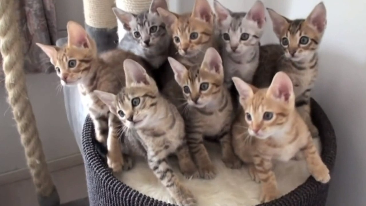 Ces chatons sont comme hypnotisés. Ils bougent tous exactement au même rythme