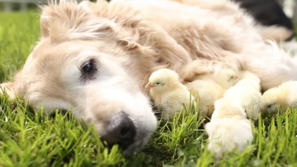 Ces poussins voient ce chien comme leur mère. Leur relation va vous émouvoir