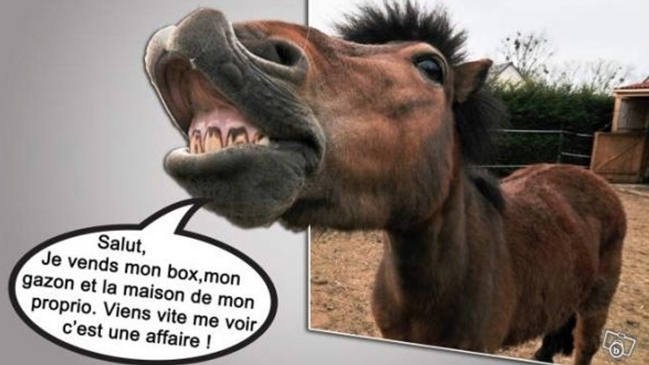 Leboncoin : une maison est vendue par un cheval