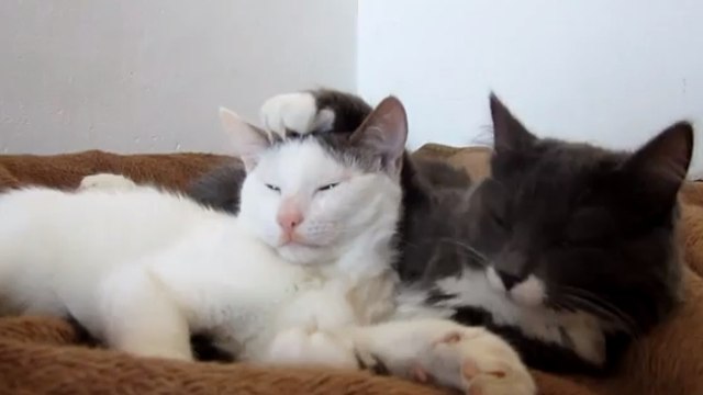 Ces deux chats se connaissent depuis qu'ils sont petits. Et ils sont inséparables