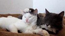 Ces deux chats se connaissent depuis qu'ils sont petits. Et ils sont inséparables