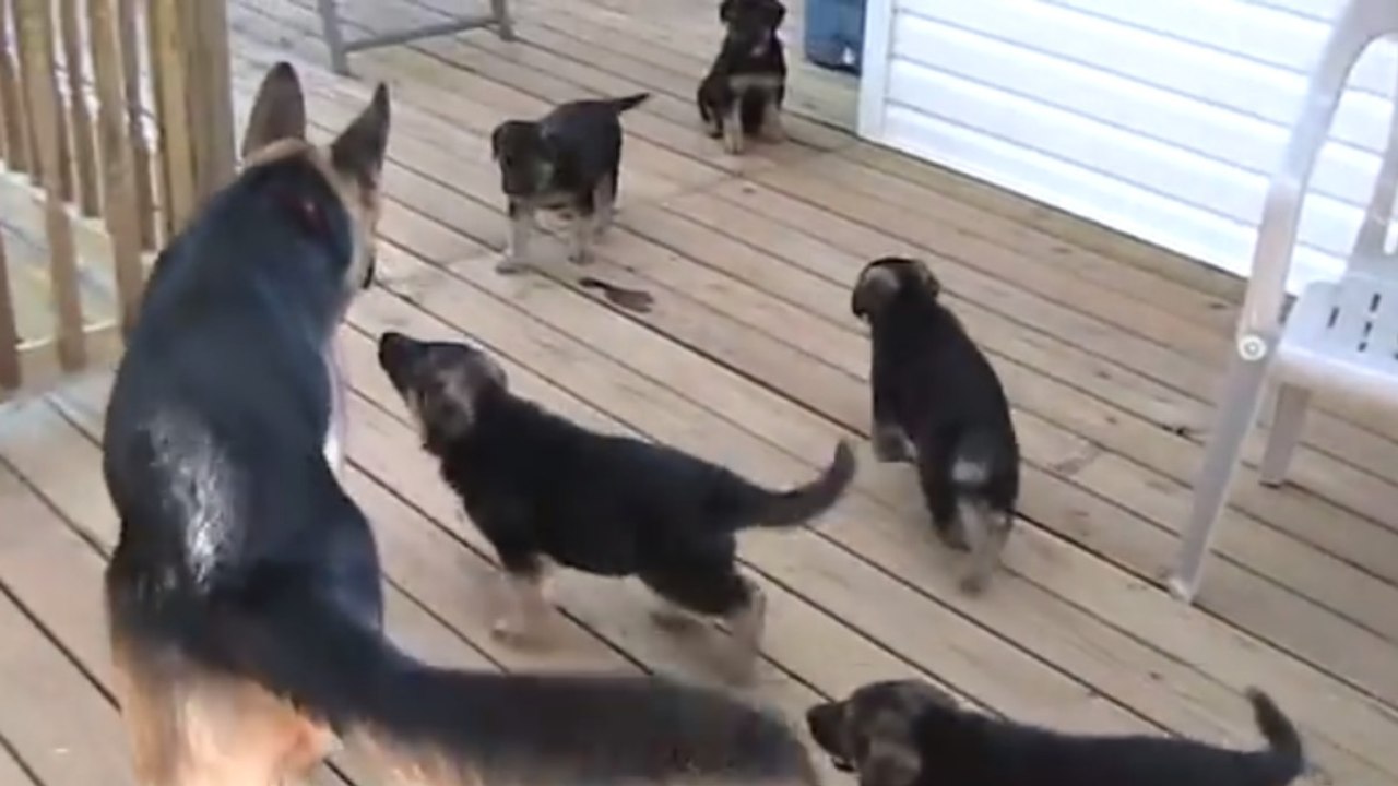 L'instinct paternel existe même chez les chiens. Ce berger allemand nous en fait la plus belle des démonstrations