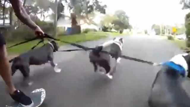 Voici le nouveau moyen de faire du skateboard : être tracté par des pitbulls