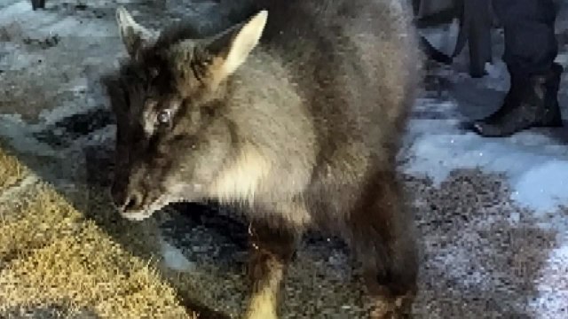 멧돼지인 줄 알고 신고 ...농가 지붕에서 구조된 천연기념물 산양 / YTN