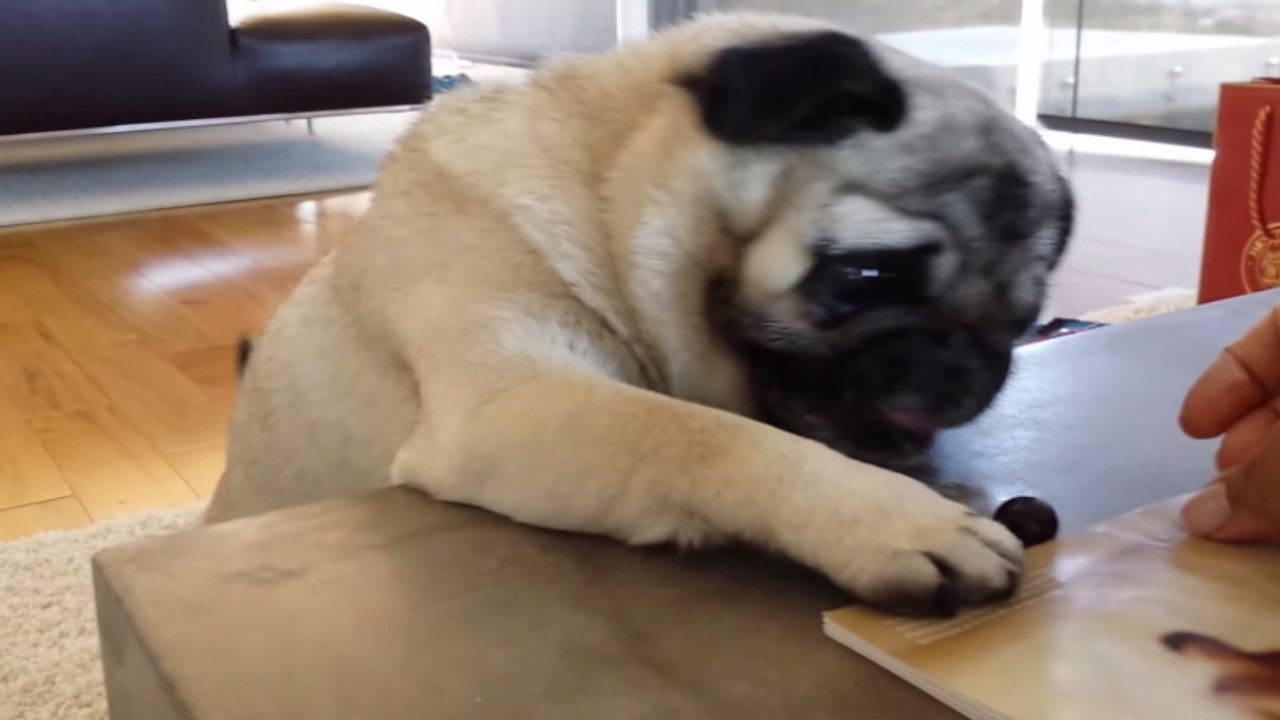 Ce petit chien vient de voir quelque chose d'appétissant. Il va tout faire pour s'en emparer