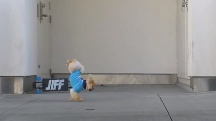 Ce petit chien est une véritable star. Son numéro est vraiment craquant