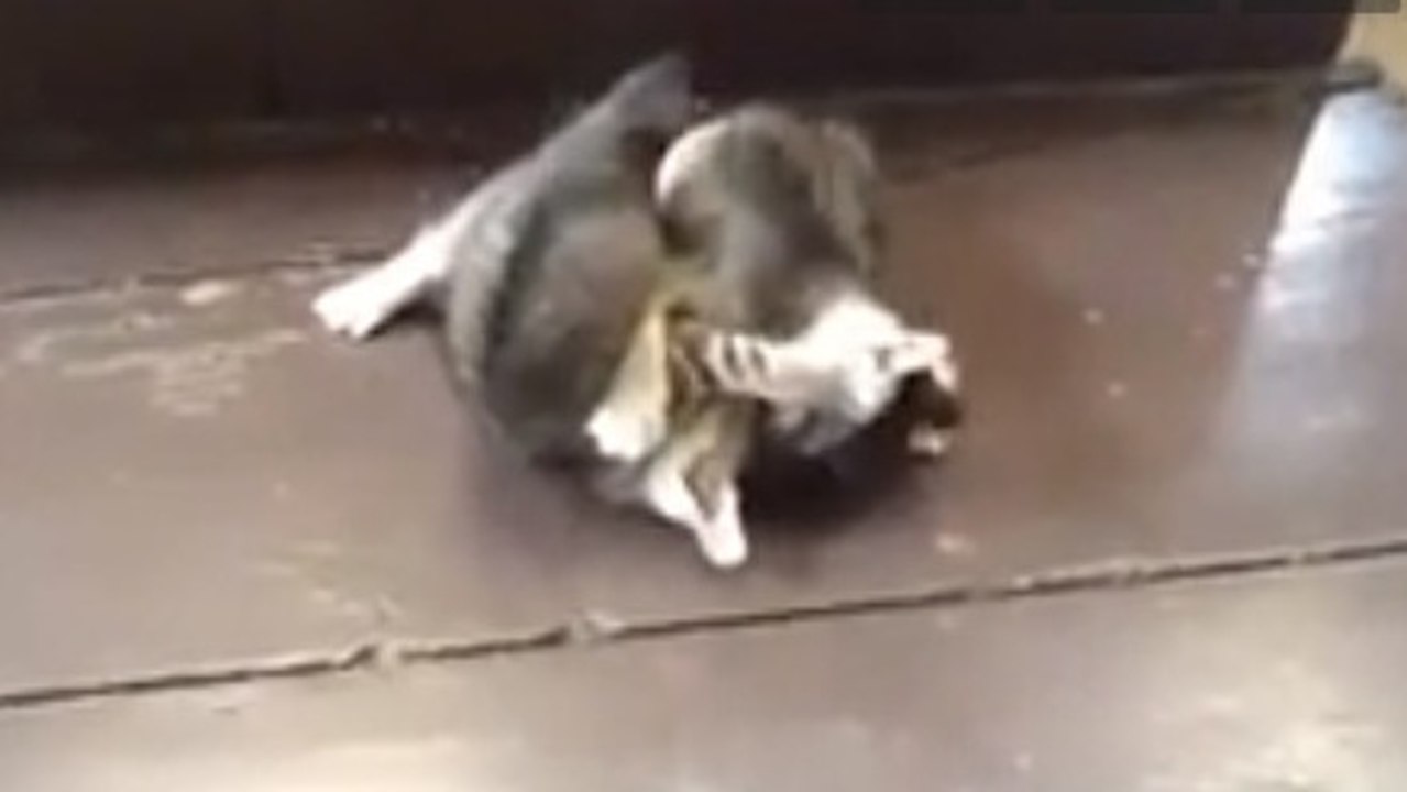 Des chatons jouent ensemble. Ils vont vous faire fondre