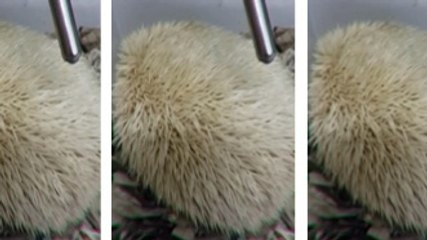 Ce hérisson a une étonnante particularité quand il dort. Vous ne devinerez jamais laquelle