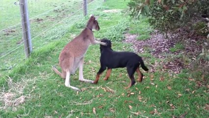 Ce kangourou s'est trouvé un nouveau meilleur ami. Celui-ci est vraiment étonnant