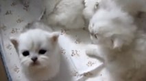 Ces chatons adorent les câlins. Et ils n'hésitent pas à en demander à leur maître