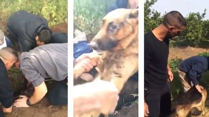 Ce chien a eu beaucoup de chance. Il a échappé de peu à la mort