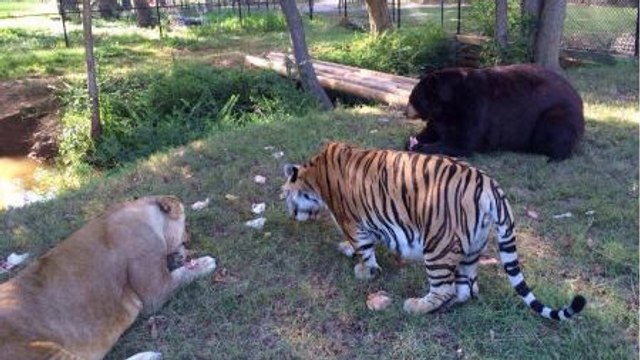 Cet ours, ce tigre et ce lion sont les meilleurs amis du monde. Leur complicité va vous émouvoir