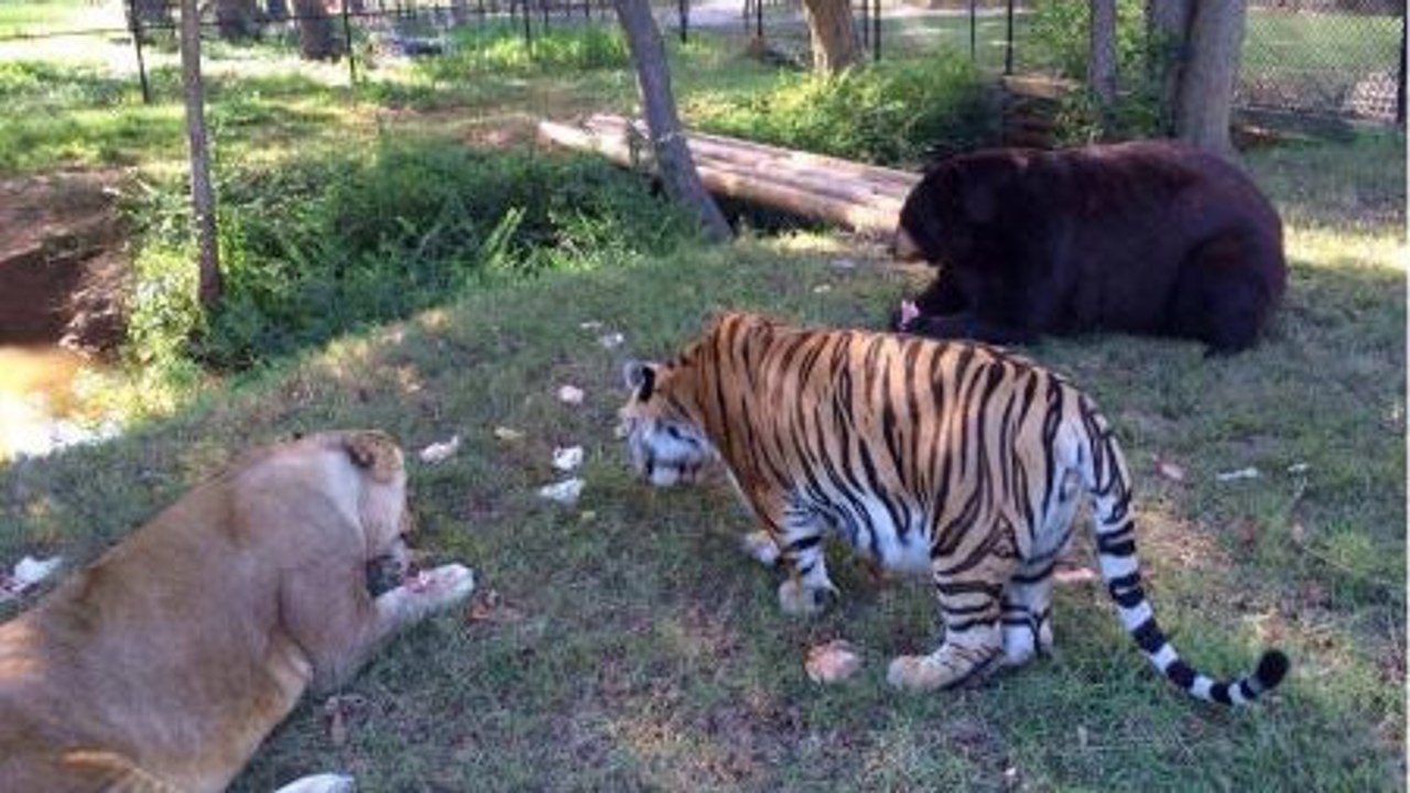 Cet ours, ce tigre et ce lion sont les meilleurs amis du monde. Leur complicité va vous émouvoir
