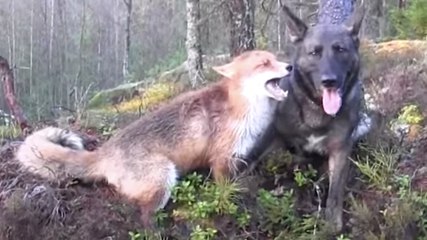 L'amitié ne s'arrête pas aux apparences. Ce chien et ce renard vont vous le prouver