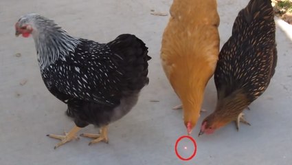 Un nouvel arrivant est venu perturber la tranquillité de ces poules. Mais de quoi s'agit-il ?