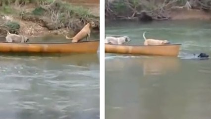 Ce chien est incroyable. Il a été encore plus courageux qu'un humain