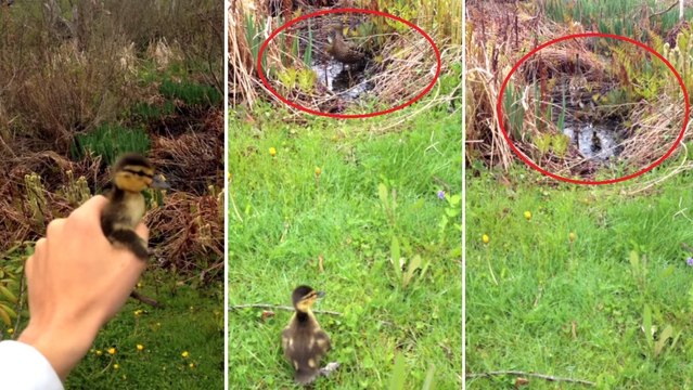 Ce caneton était capturé par un chat. Mais il a fini par s'en sortir