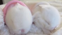 Ces bébés lapins sont absolument adorables. Vous allez craquer