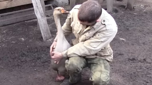 Cette oie adore son maître. Leur complicité est surprenante