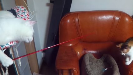 Ce chat s'est trouvé un nouveau hobby. Pas sûr que cela plaise à son compère