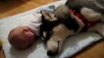 Ce chien a une façon bien à lui de calmer les bébés. Un vrai papa poule !