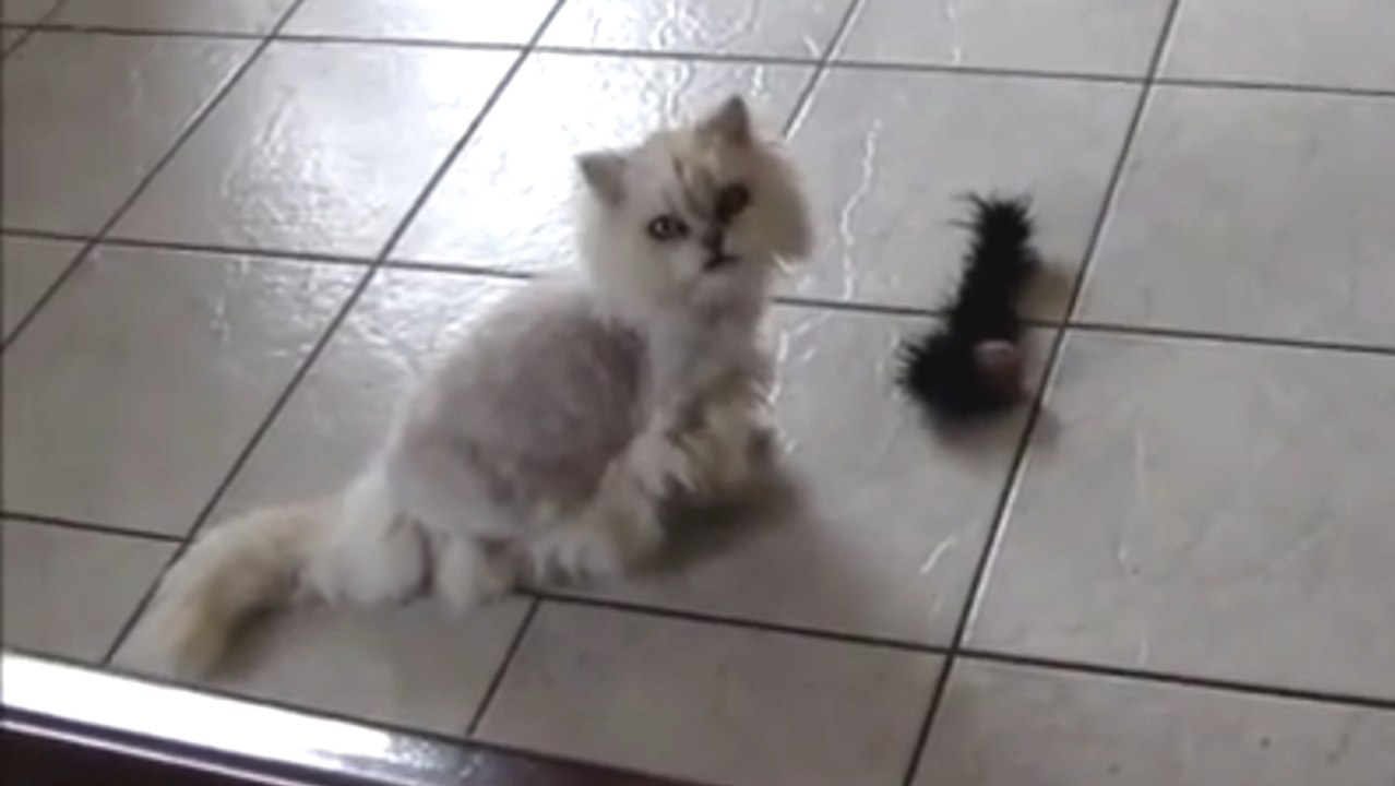 Cette chatte vient d'être adoptée. Découvrez sa réaction lorsqu'elle arrive dans sa nouvelle maison