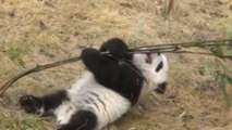 Ce bébé panda semble éprouver quelques difficultés. Sa réaction va vous attendrir