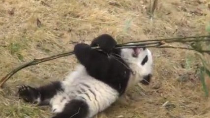 Ce bébé panda semble éprouver quelques difficultés. Sa réaction va vous attendrir